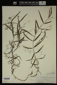 Veronica scutellata image