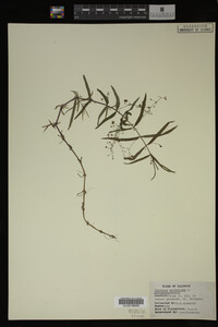 Veronica scutellata image