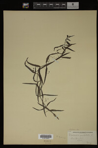 Veronica scutellata image