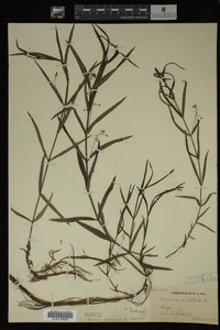 Veronica scutellata image