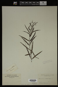 Veronica scutellata image