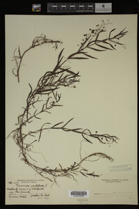 Veronica scutellata image