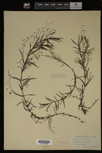 Veronica scutellata image