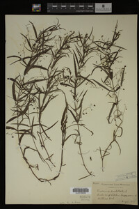 Veronica scutellata image