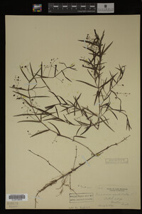 Veronica scutellata image