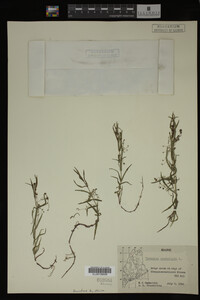 Veronica scutellata image