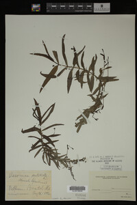 Veronica scutellata image