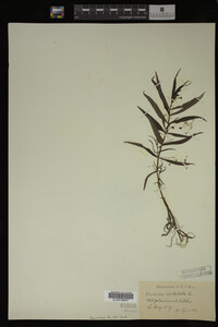 Veronica scutellata image