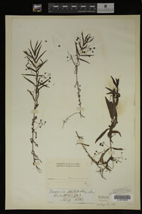 Veronica scutellata image