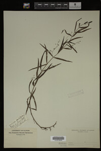Veronica scutellata image