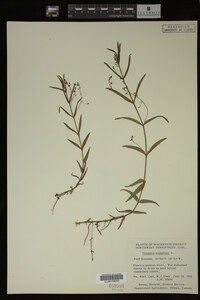 Veronica scutellata image
