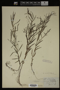 Veronica scutellata image