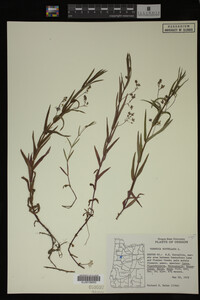Veronica scutellata image