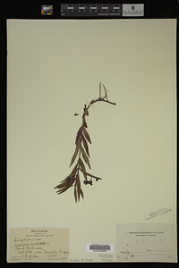 Veronica scutellata image