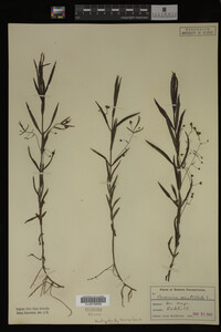 Veronica scutellata image