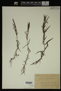 Veronica scutellata image