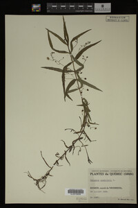 Veronica scutellata image