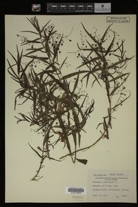 Veronica scutellata image