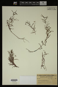 Veronica scutellata image