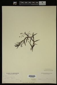 Veronica scutellata image