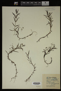 Veronica scutellata image