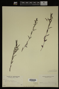 Veronica scutellata image