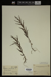 Veronica scutellata image