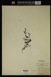 Image Associated With the Occurrence