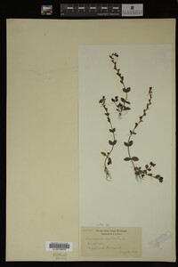 Veronica serpyllifolia image