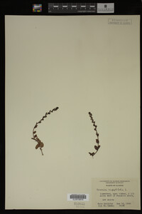 Veronica serpyllifolia image