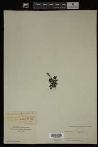 Veronica serpyllifolia image