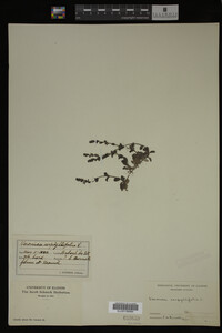 Veronica serpyllifolia image