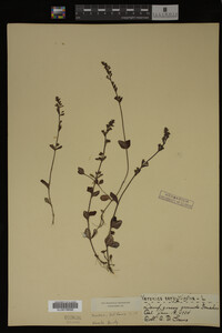 Veronica serpyllifolia image