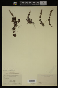 Veronica serpyllifolia image