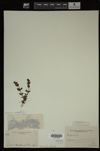 Image Associated With the Occurrence