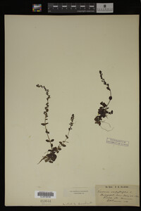 Image Associated With the Occurrence