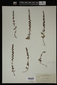 Image Associated With the Occurrence