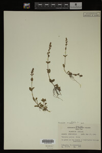 Veronica serpyllifolia image