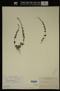 Veronica serpyllifolia image