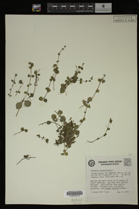 Veronica serpyllifolia image