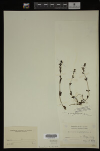 Veronica serpyllifolia image