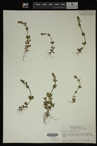 Veronica serpyllifolia image
