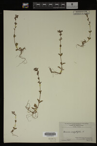 Veronica serpyllifolia image