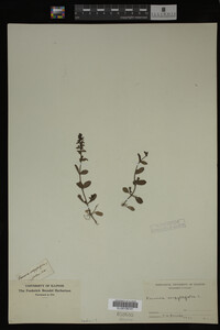 Image Associated With the Occurrence