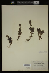 Image Associated With the Occurrence