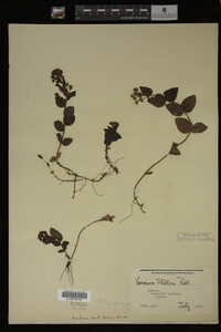 Image Associated With the Occurrence