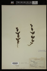 Image Associated With the Occurrence