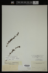 Veronica wormskjoldii image