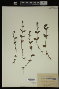 Image Associated With the Occurrence
