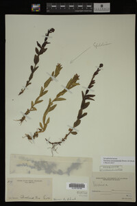 Image Associated With the Occurrence